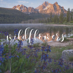 wildflowers